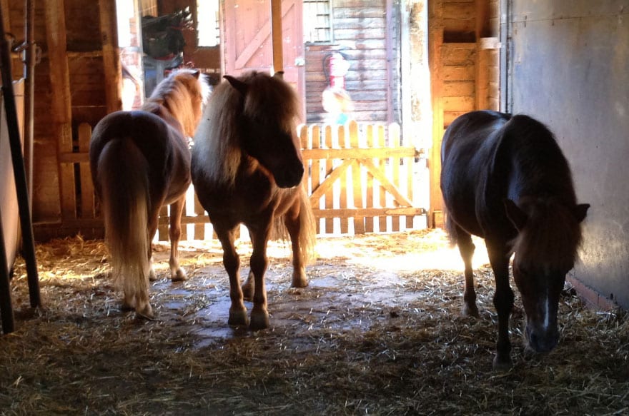Visitas guiadas a caballo en cataluña: Caballos Ponis O Burros Para Ninos En Barcelona