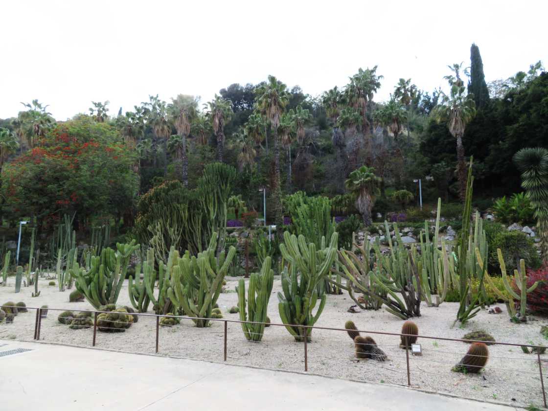 The cactus garden