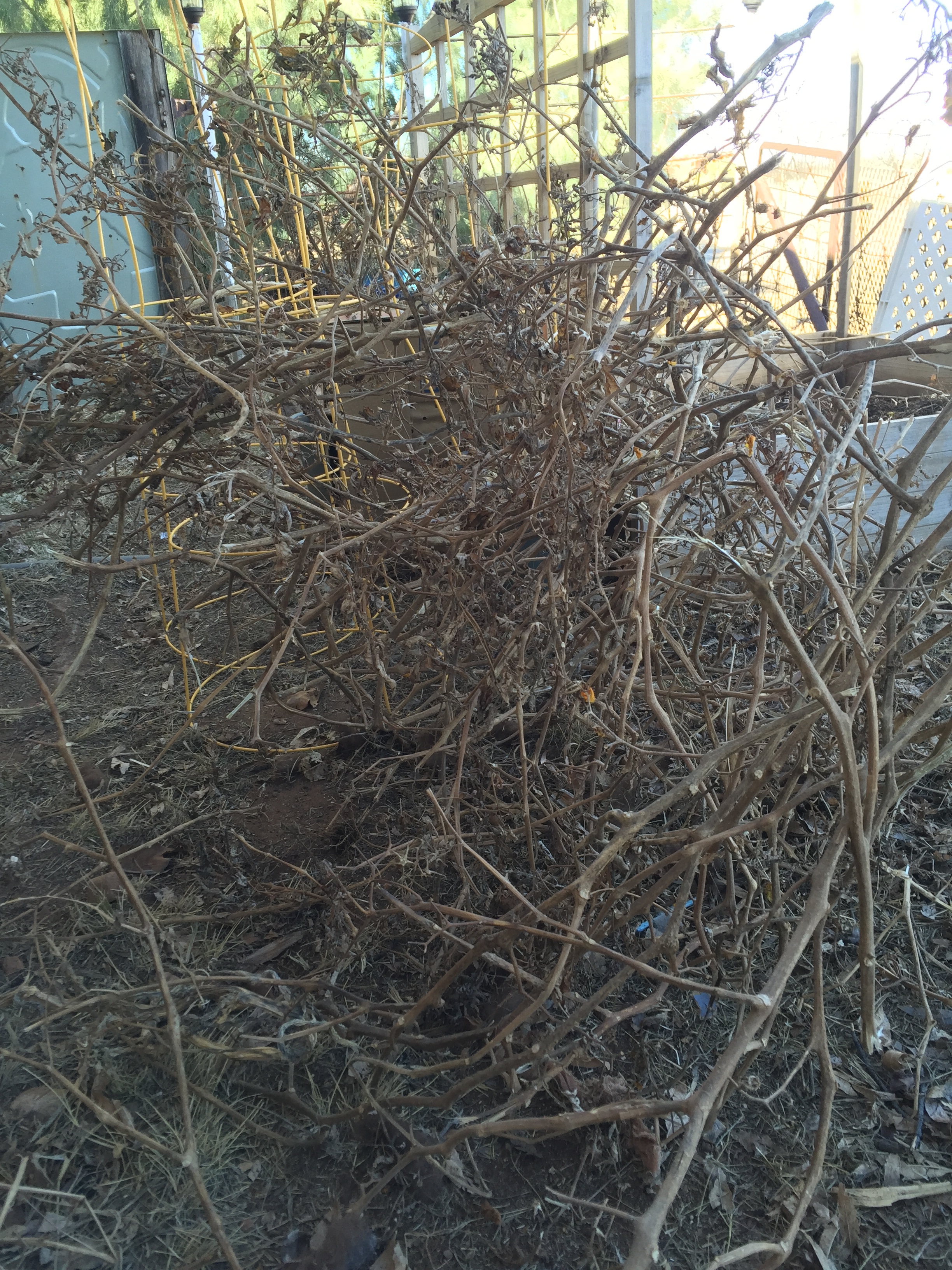 Tangled tomato vines from 2015