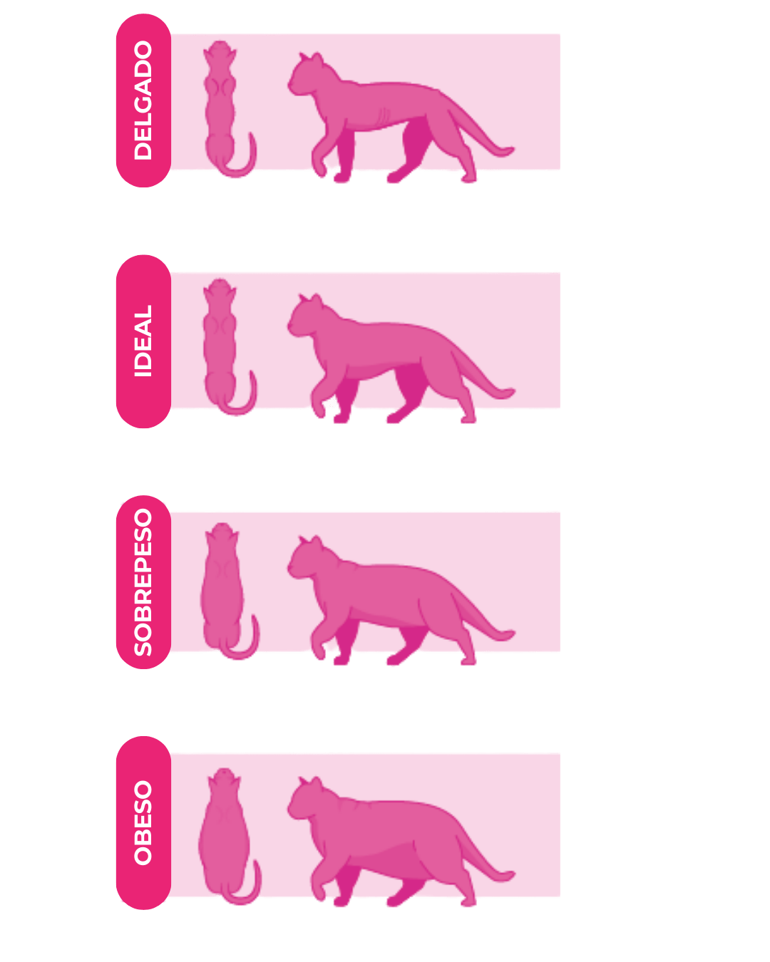 guia para detectar la condición física de un gato