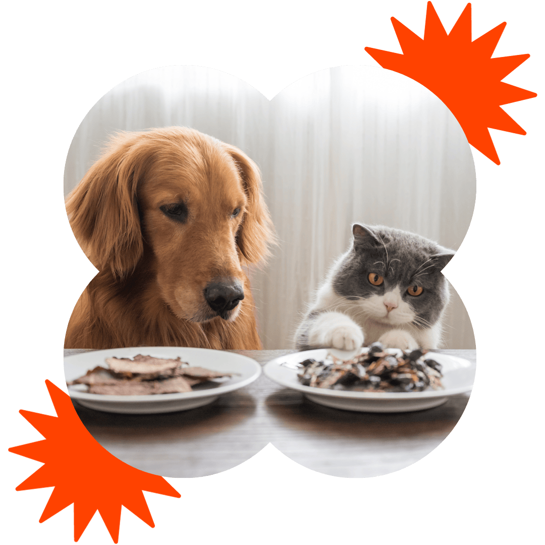perro y gato frente a plato de comida natural