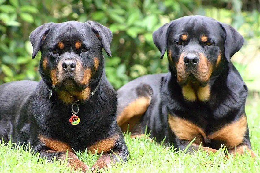 Rottweiler Training Tips Information Bark Busters Au