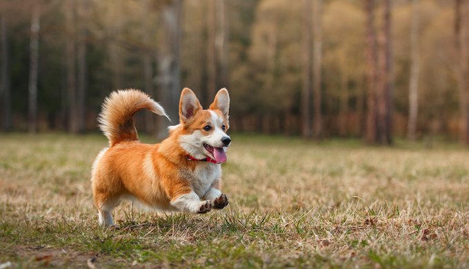 working corgi