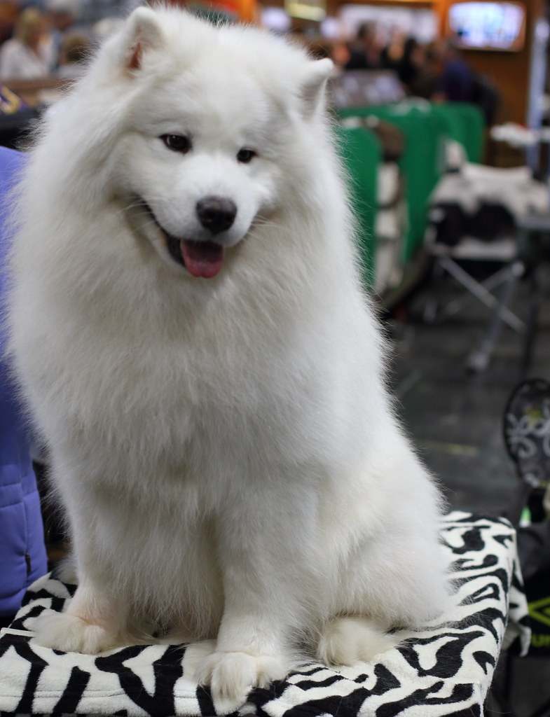 samoyed heat cycle