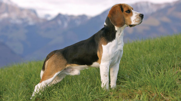 200 Best Male Dog Names And How To Teach Your Dog Their Name