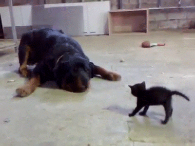 Watch cnn streaming channels featuring anderson cooper, classic larry king interviews, and feature shows covering travel, culture and global news. The Relationship Between Cats And Dogs Told In Gifs The Barkpost The Relationship Between Cats And Dogs Told In Gifs The Barkpost The Relationship Between Cats And Dogs Told In Gifs