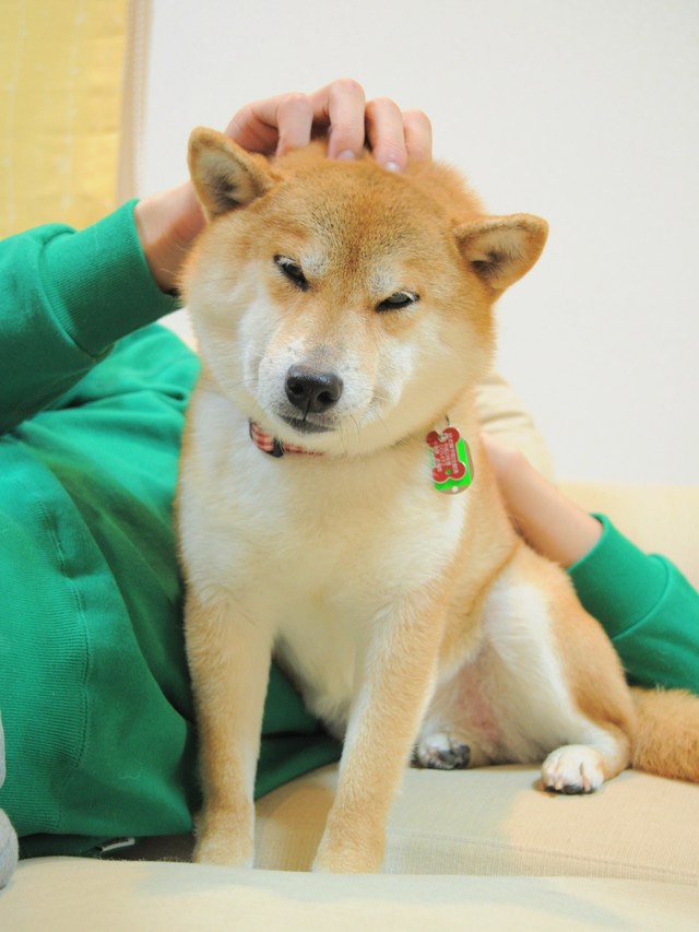 pic Dogecoin Dog Name barkpost