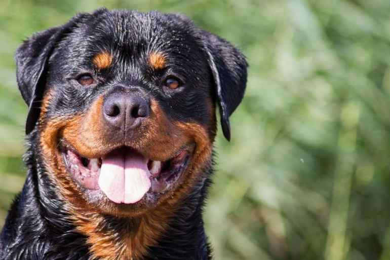 rottweiler closeup with tongue out
