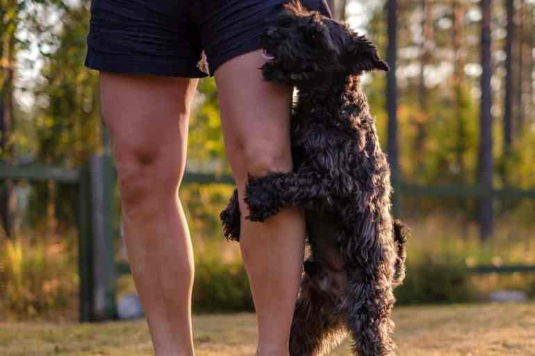 dog humping owner's leg
