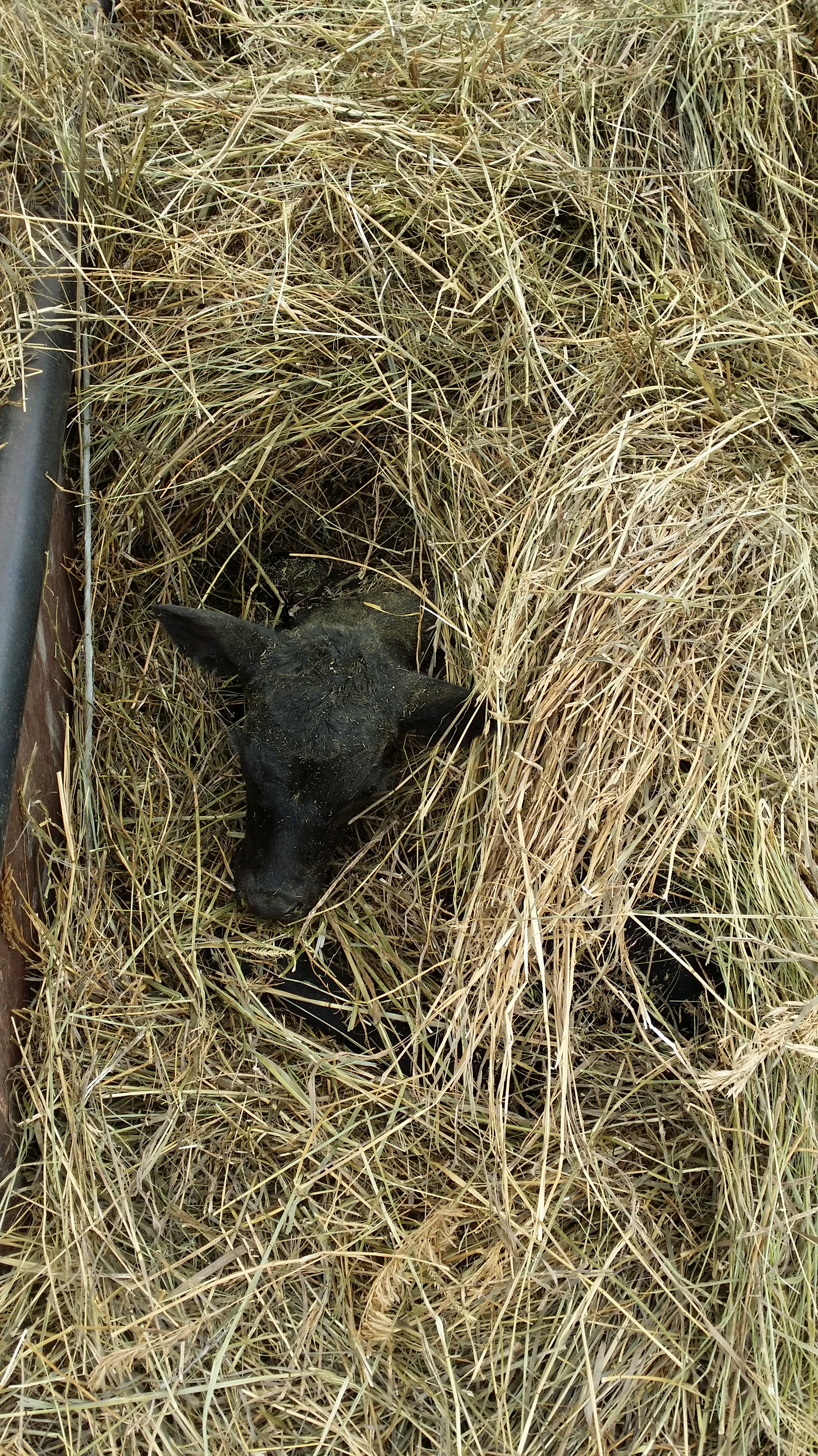 Almost didn't find her.