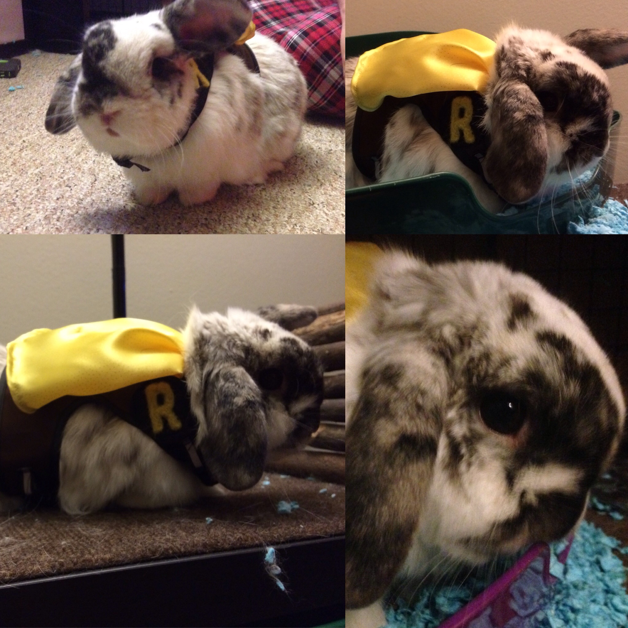 Barnacle Bart Magic Birthday Entertainer Toronto Bunny