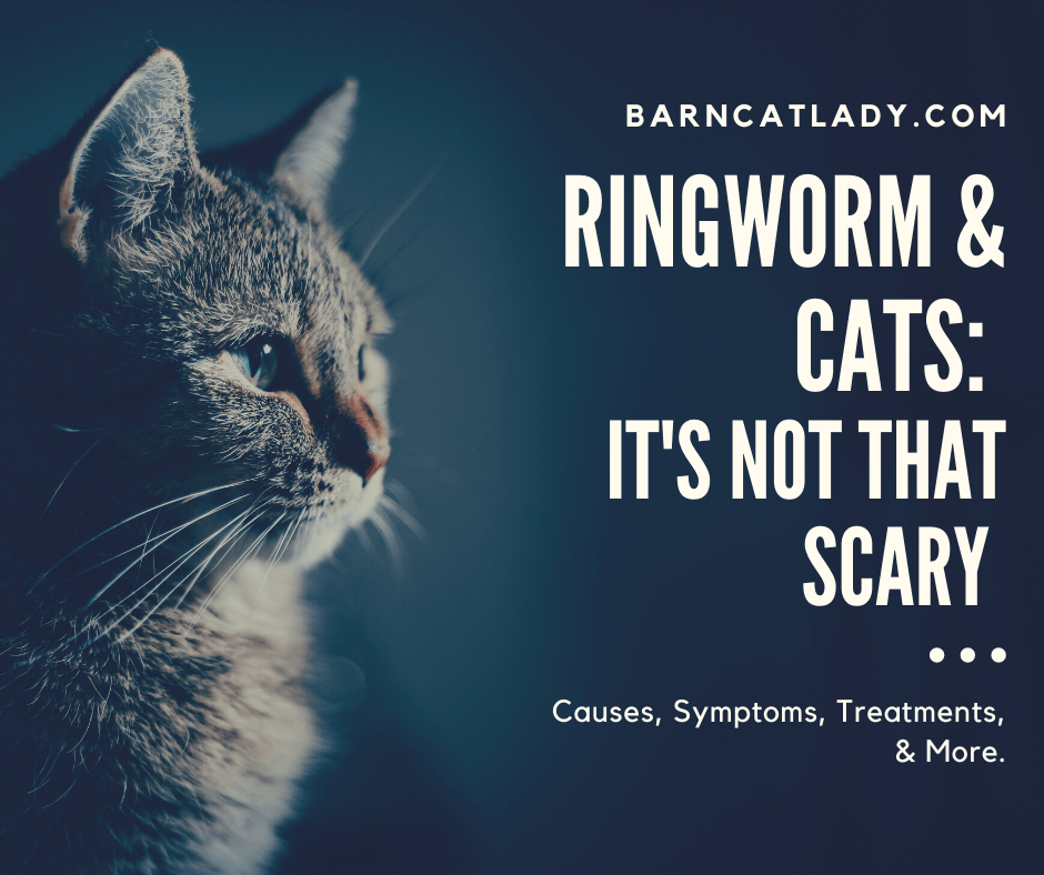 ringworm and cats its not that scary the barn cat lady on can you get ringworm from petting a cat