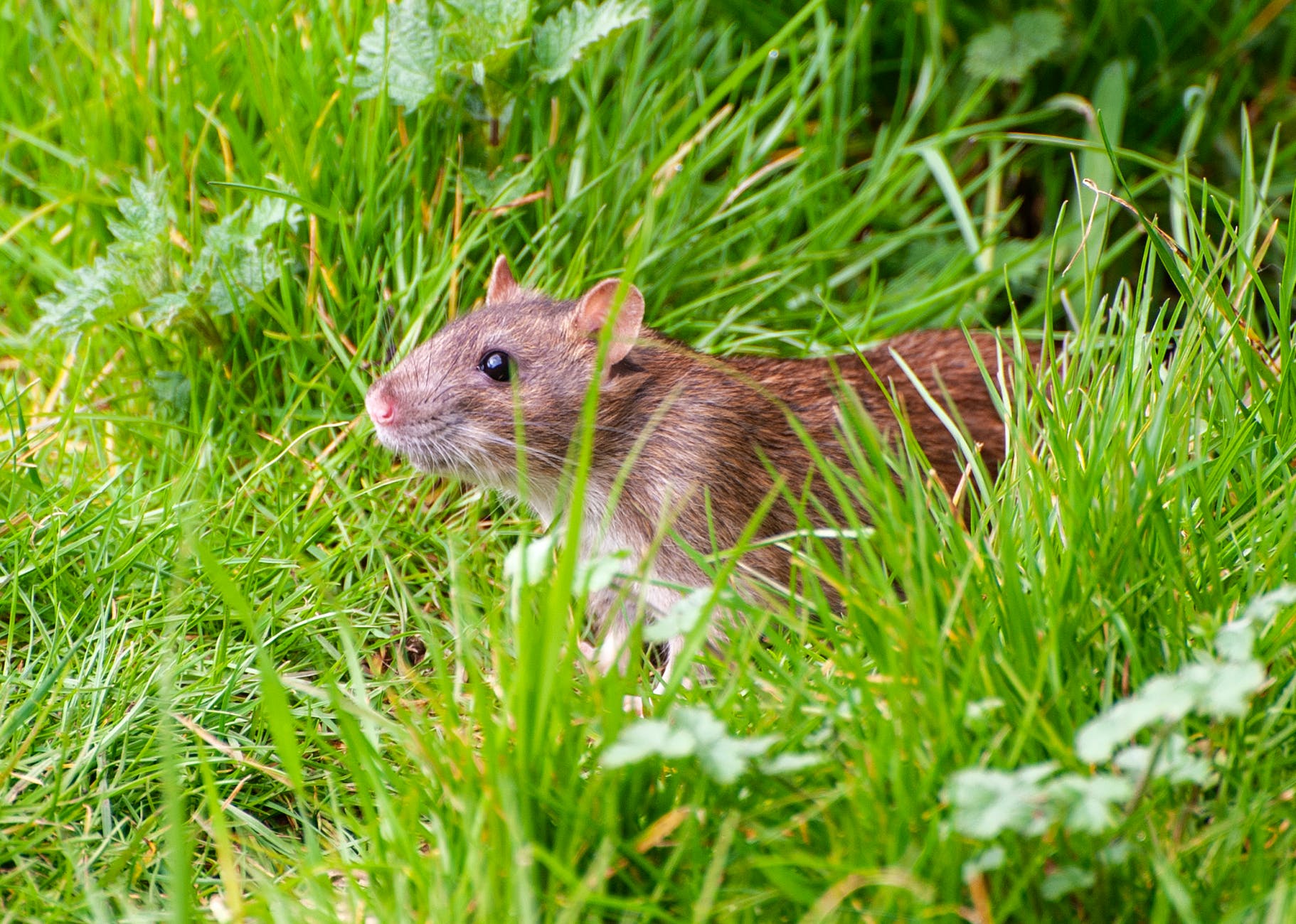 close up shot of a brown rat on a grassy field