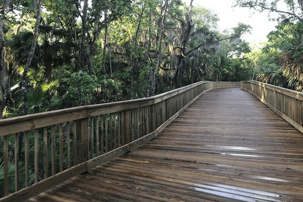 A long wooden boardwalk trail curving through a dense green forest. Tall trees with hanging Spanish moss line both sides of the path, and sunlight filters through the thick canopy of leaves onto the wooden planks.