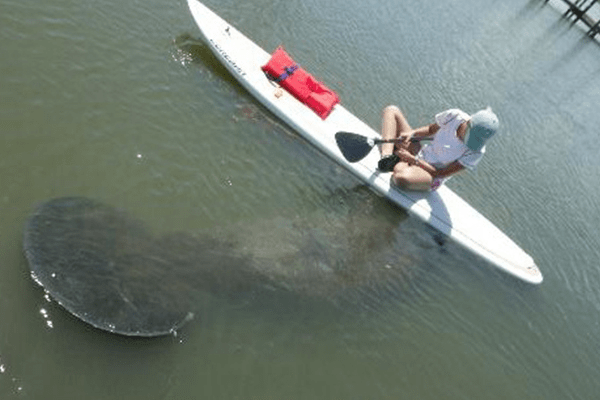 Image of kayak and manatee