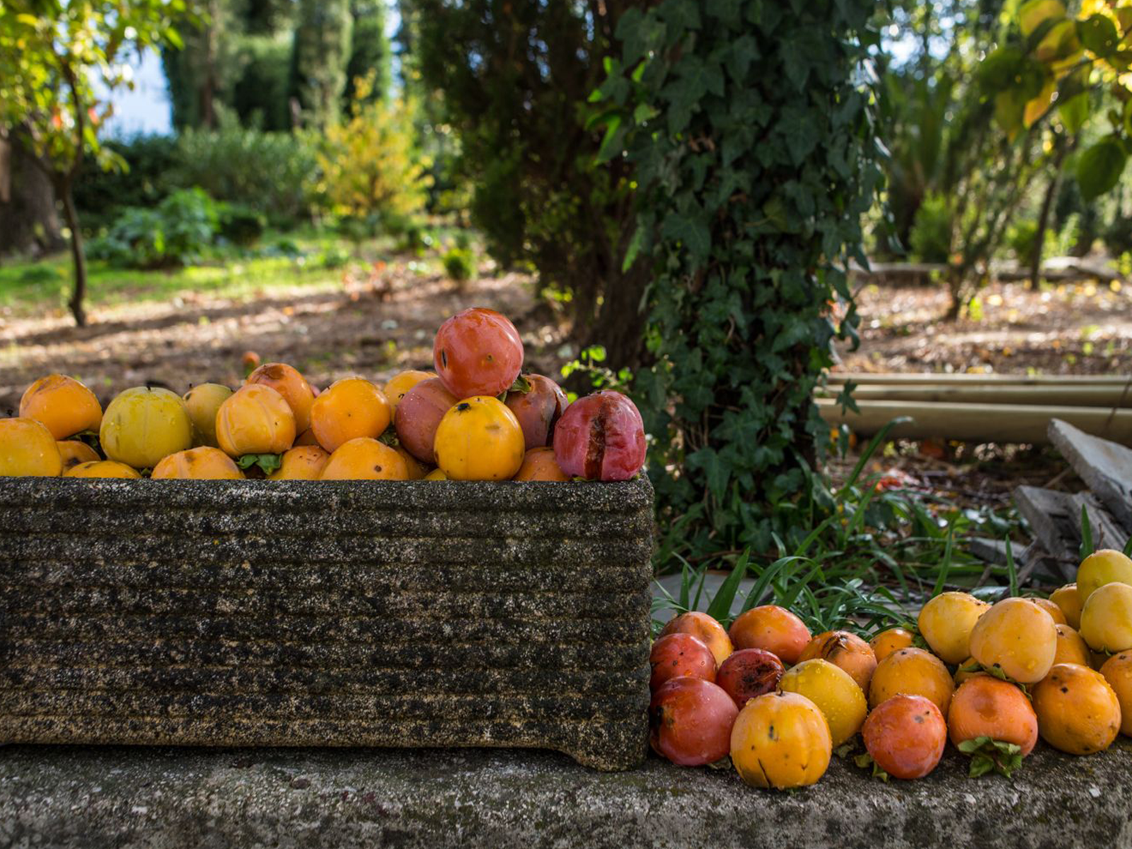 Persimmons