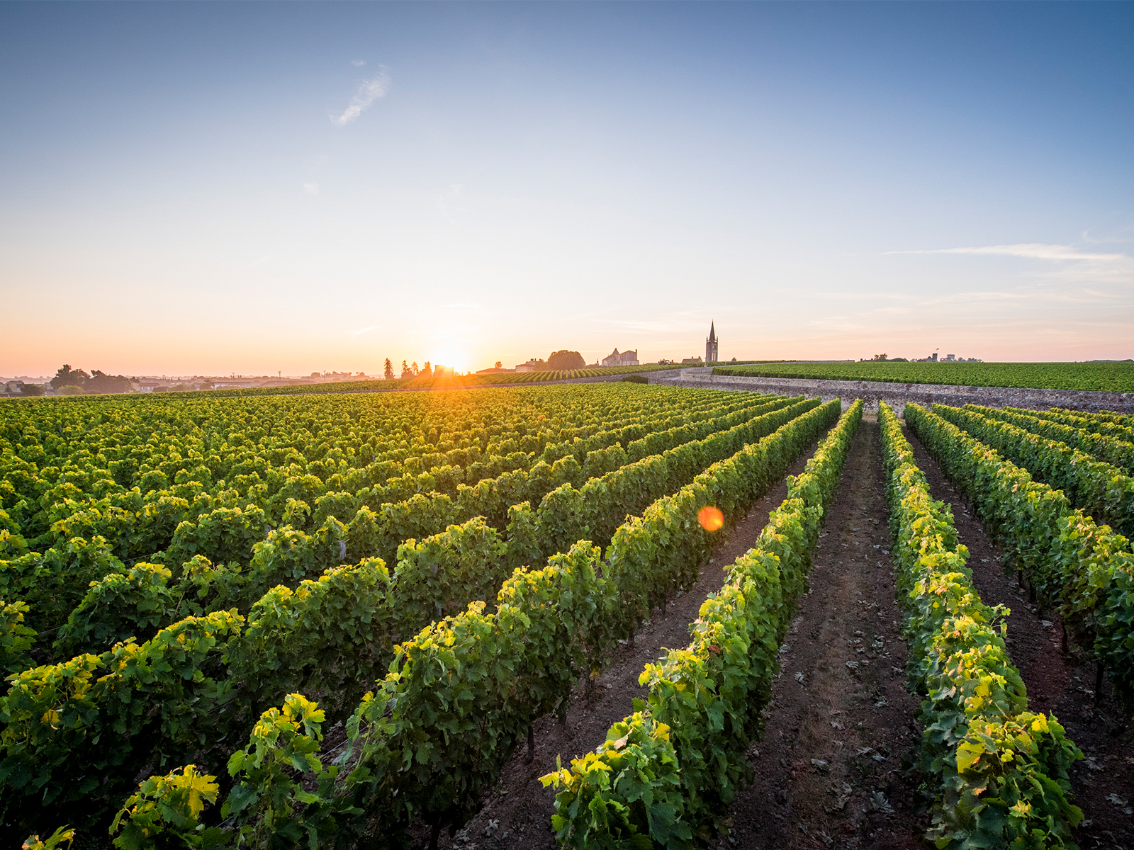 Tour Sieujan vineyard.