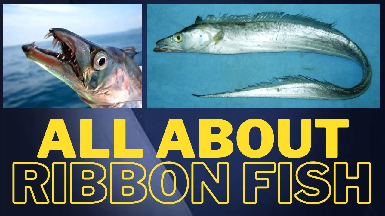 Ribbon Fish All about this Amazing Fish BARRA HUNTER