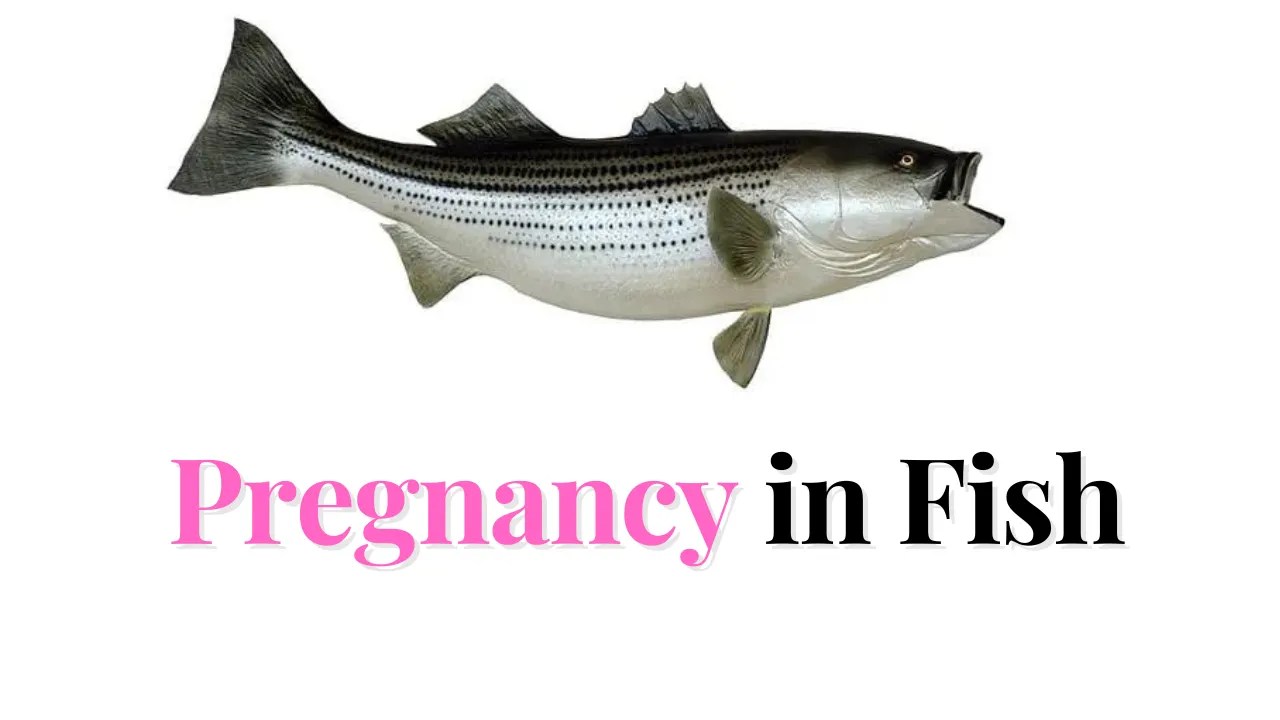 Fish Pregnancy A Deep Dive into Fish Pregnancy Time BARRA HUNTER