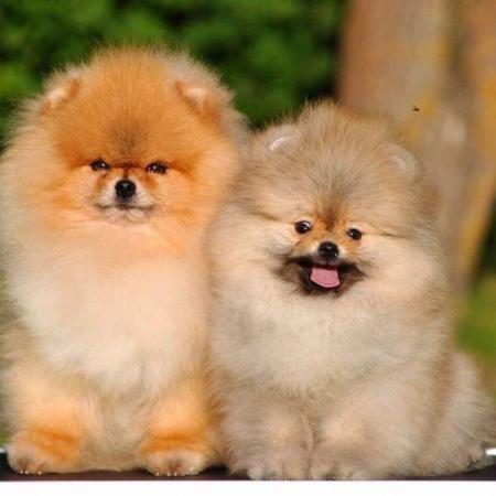 pomerania pomerania