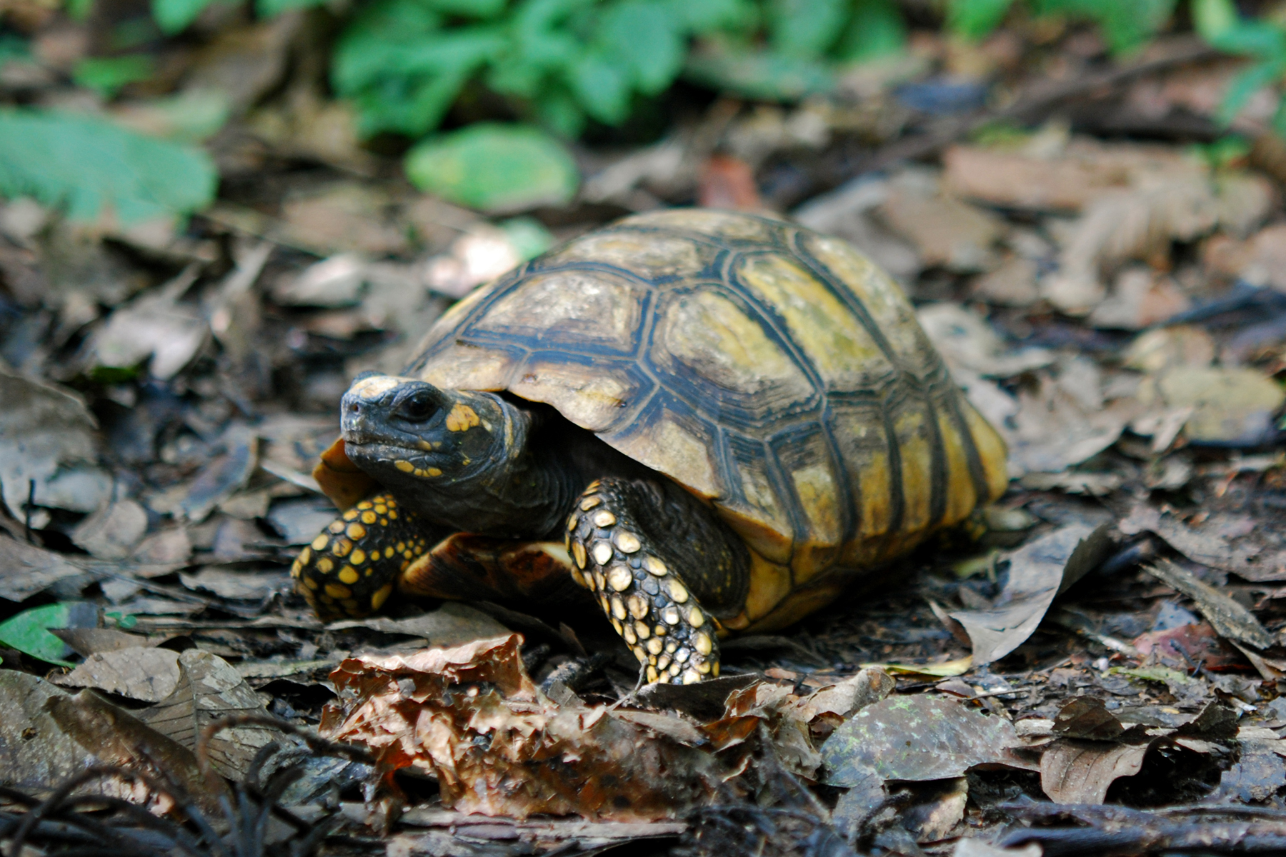 Yellow footed tortoise