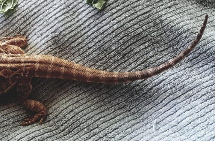 bearded dragon tail rot
