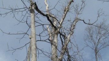 Widow Maker Tree Hiking Through Philmont Scout Ranch June 2015 Pics