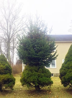 Miniature Garden Plant Focus The Pixie Dust Dwarf Spruce The Mini Garden Guru