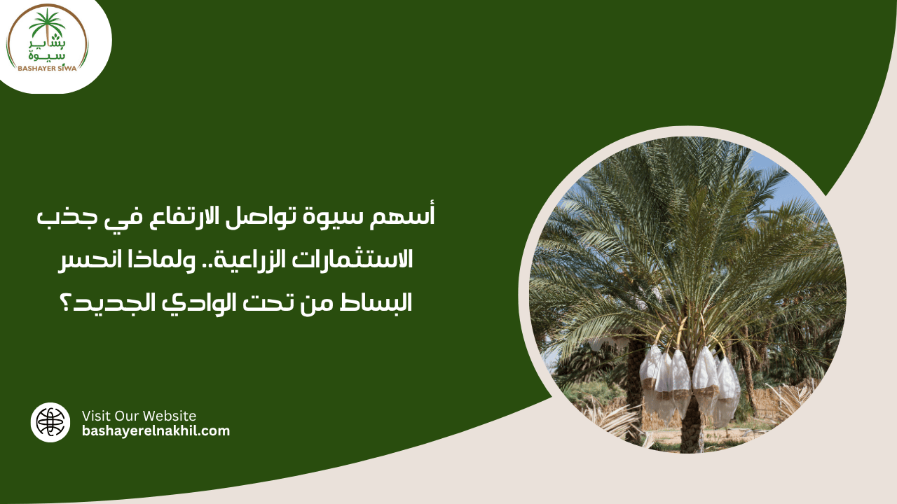 أسهم سيوة تواصل الارتفاع في جذب الاستثمارات الزراعية.. ولماذا انحسر البساط من تحت الوادي الجديد؟
