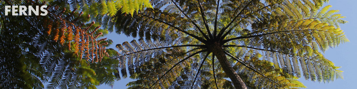 Ferns