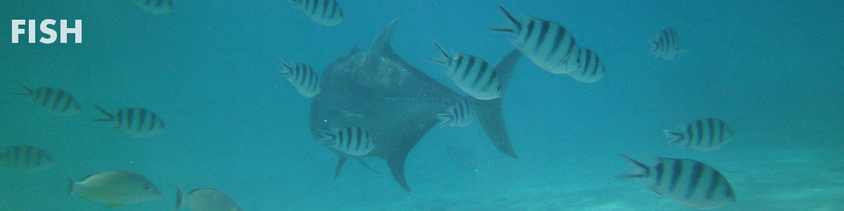 Fish