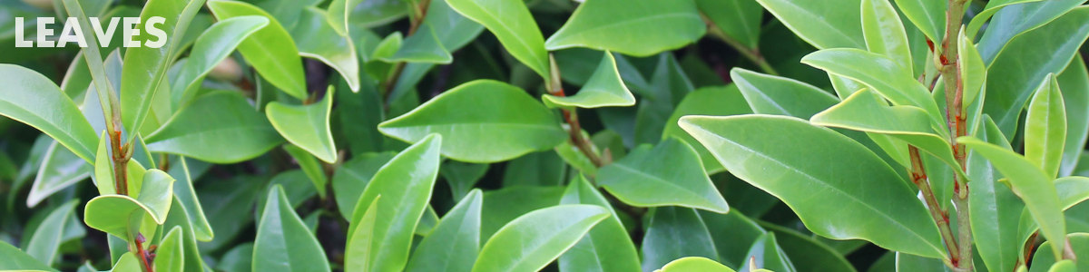 Leaves
