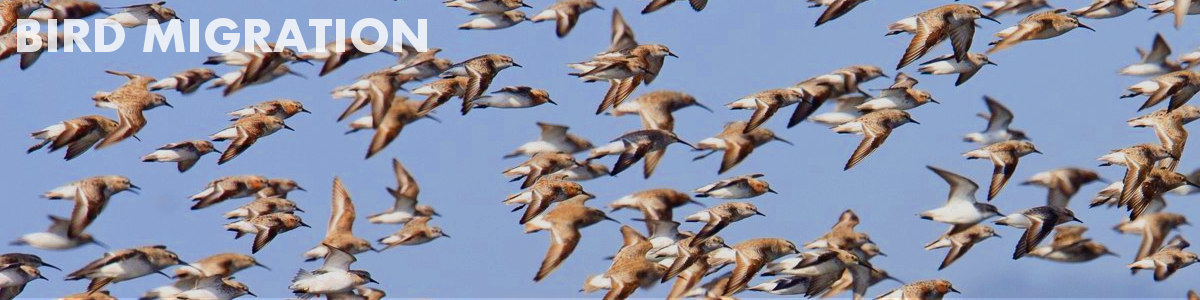 Bird migrations