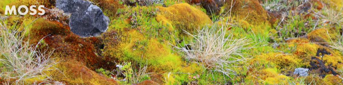 Moss