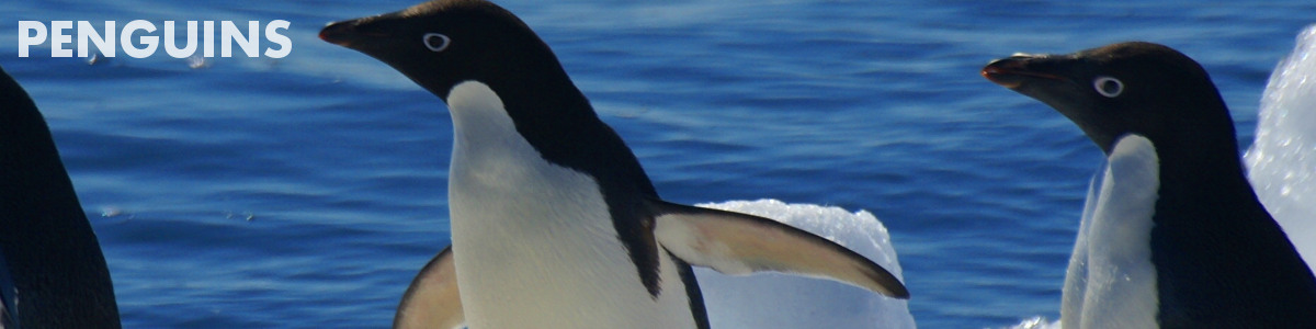 Penguin