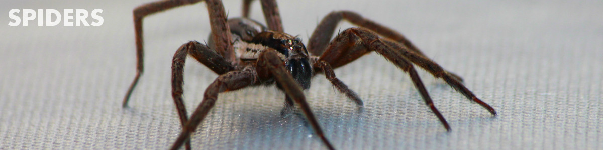 Spiders