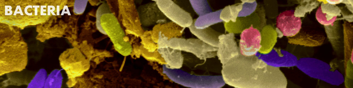 Bacteria