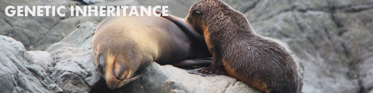 Genetic inheritance