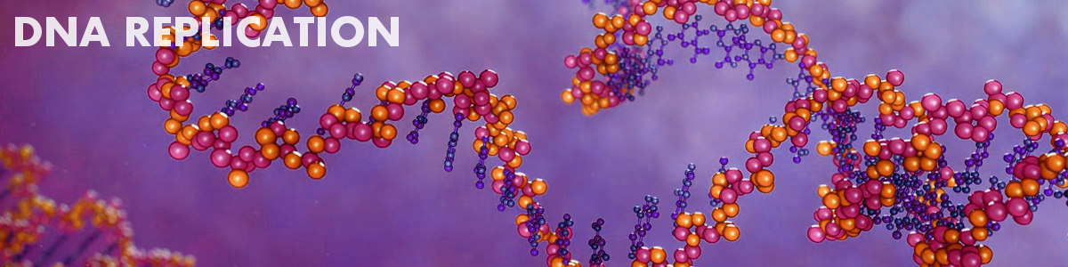 DNA Replication