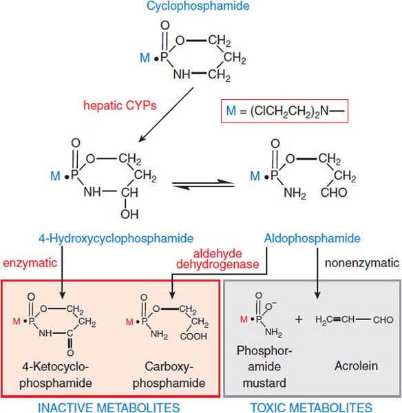Cytotoxic agents