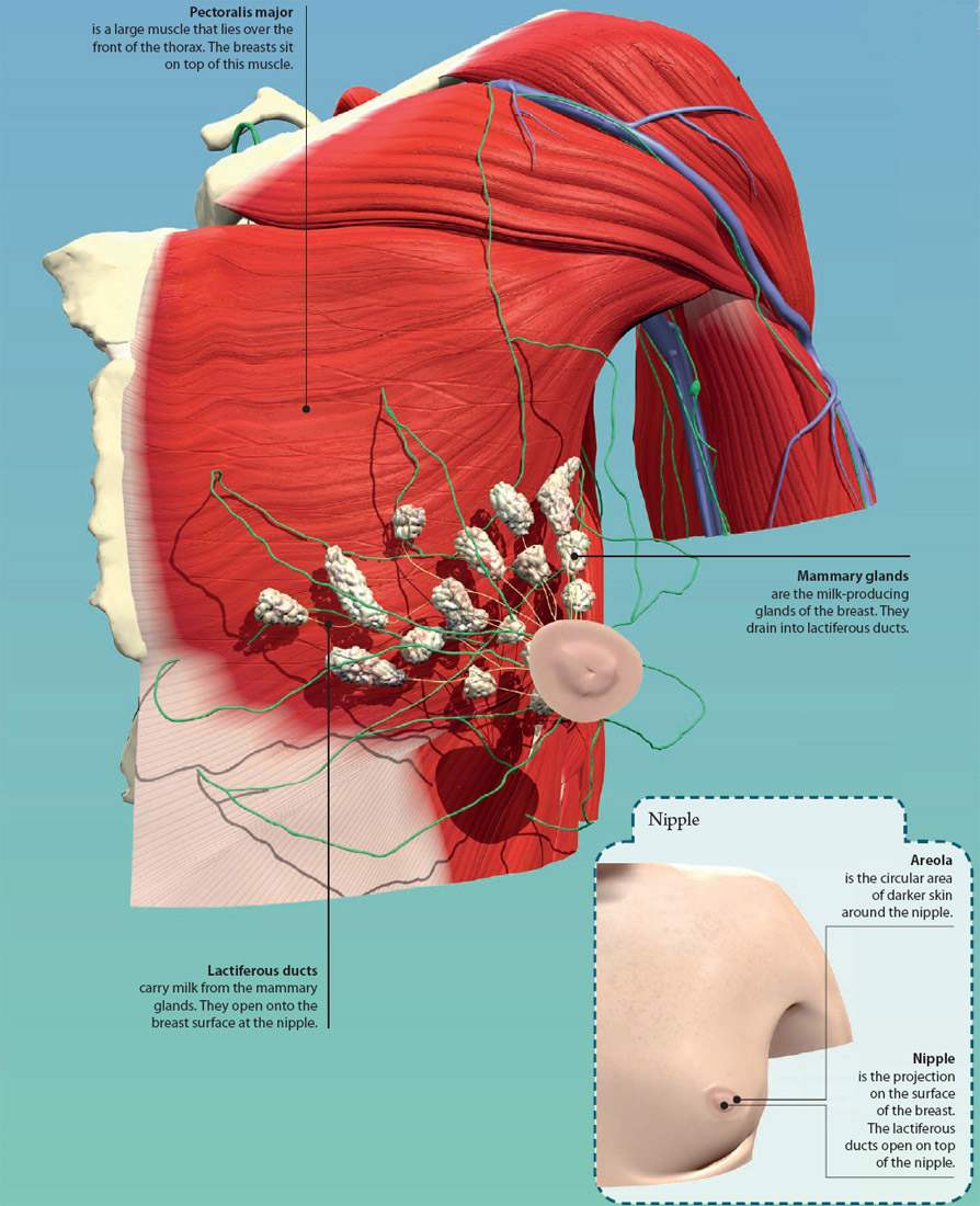 Find out from anatomy experts at the university of michigan. 4 The Thorax Basicmedical Key