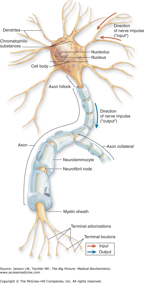 Neurotransmitters are substances which neurons use to communicate with one. Chapter 19. The Nervous System | Basicmedical Key