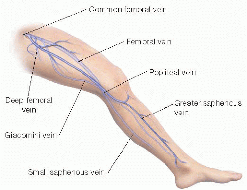 Вена джиакомини. Бедренная Вена анатомия. Femoral Вена