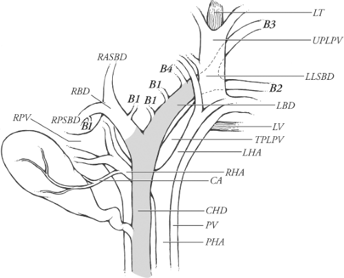 Biliary System Anatomy And Functions University Hospitals