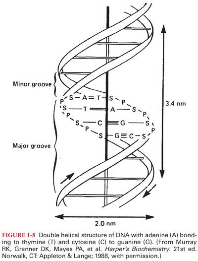 Basic Principles of Physiology | Basicmedical Key