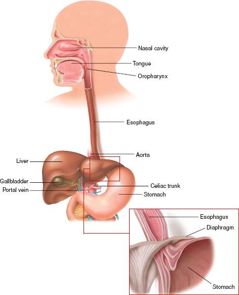 Everything below is the lower gi tract. Upper Gastrointestinal System Drugs Basicmedical Key