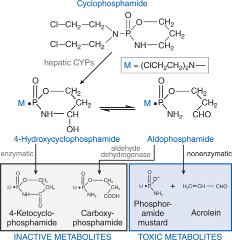 Cancer chemotherapy and cytotoxic agents
