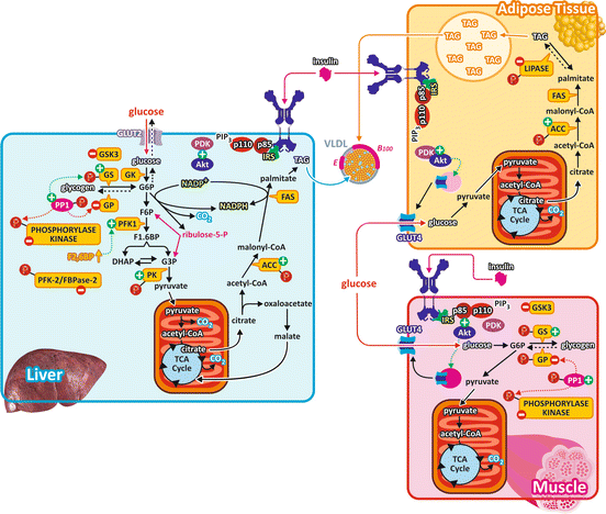 Metabolic Responses to Hyperglycemia: Regulation and Integration of ...