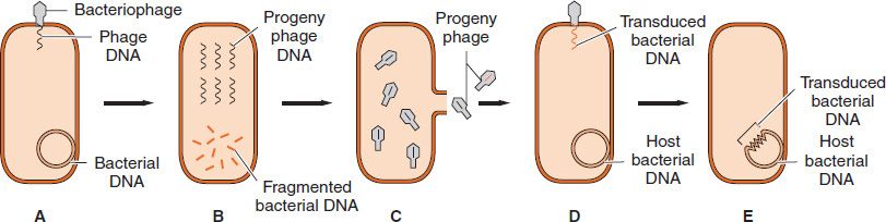 Genetics | Basicmedical Key