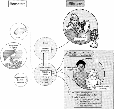 A114622_2_En_13_Fig4_HTML.gif